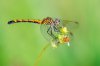 Focusing-dragonfly-macro-photography-960x640.jpg